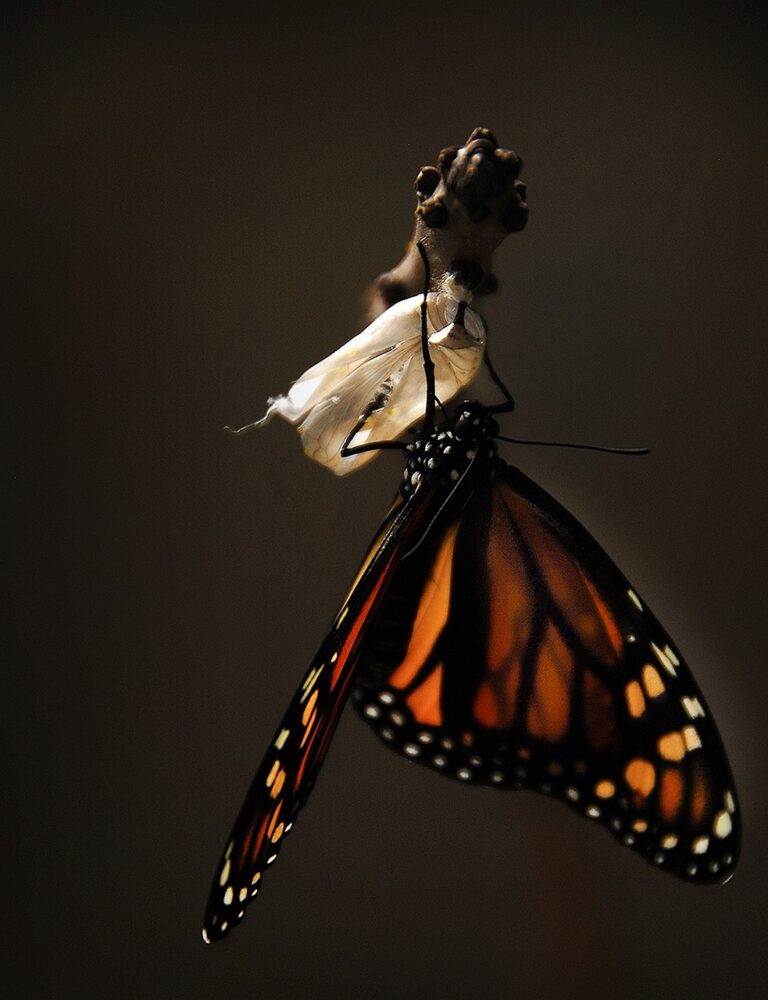 butterfly, monarch, monarch butterfly-1518060.jpg